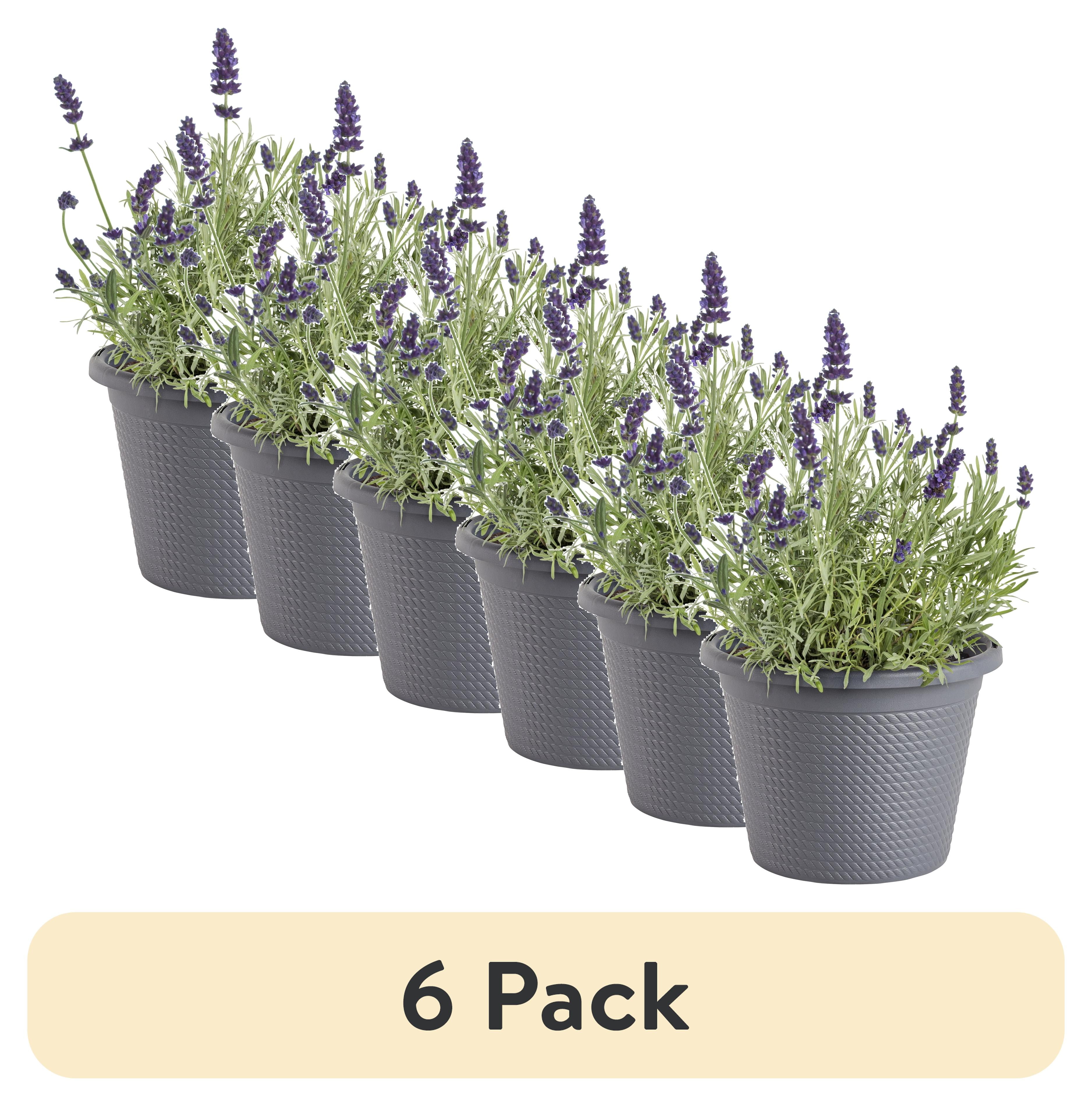 (6 pack) "Bonnie Plants 8"" Green Lavender Live Plant in 8"" Pot"