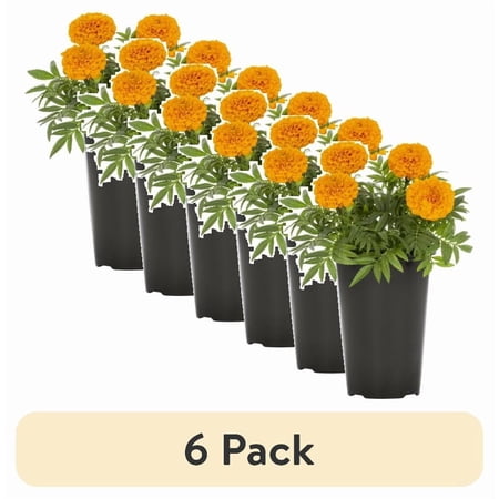 (6 pack) Expert Gardener 2QT Orange Marigold Live Annual Plant Sun