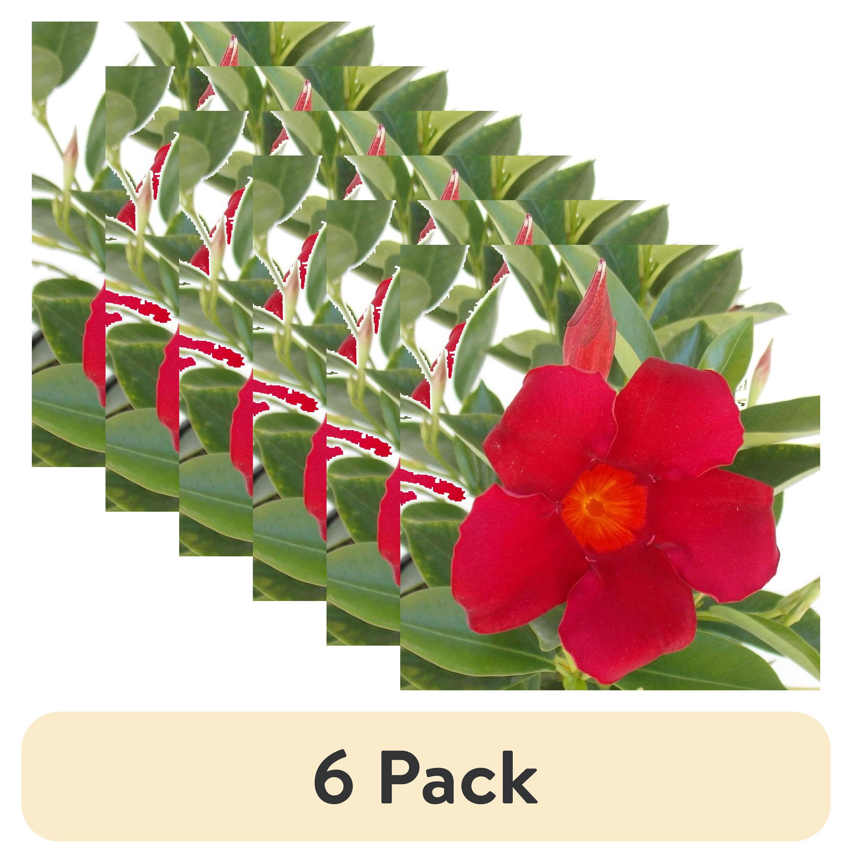 (6 pack) Island Blooms Red Mandevilla Live plant in a 1qt container