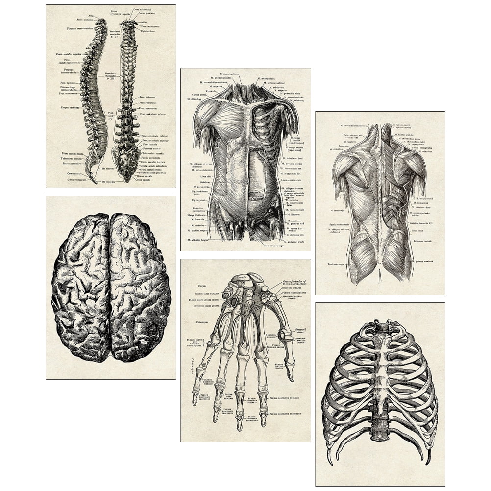 6 pcs Learning Human Anatomy Chart Decorative Human Organ Anatomical Biology Diagrams