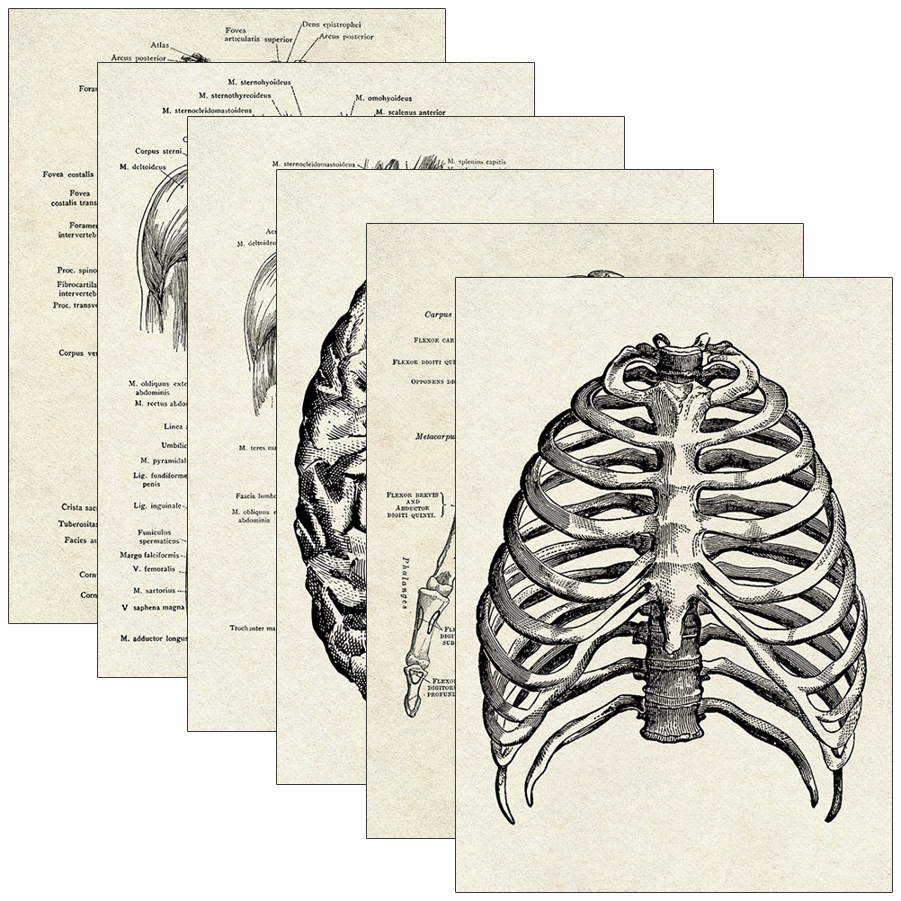 6 pcs Learning Human Anatomy Chart Decorative Human Organ Anatomical Biology Diagrams