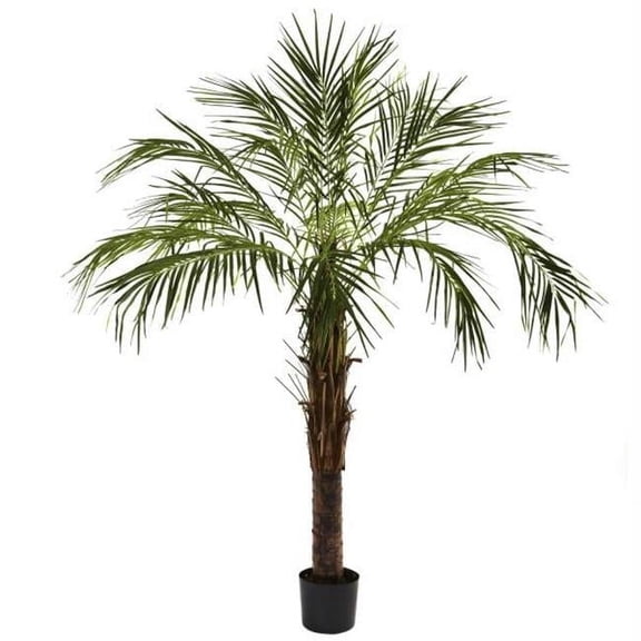 6 Robellini Palm Tree