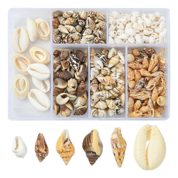 6 styles Natural Mixed Cowrie Shell Beads sets Cowrie Shells Mixed color 6~18x3~13x3~9mm