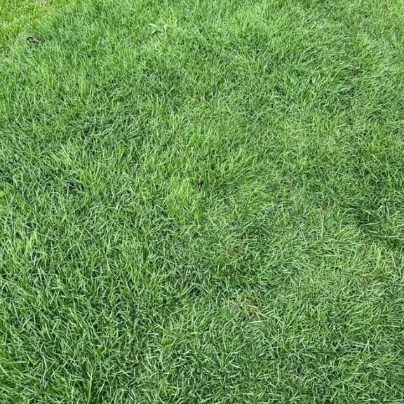 60.000 Emerald Zoysia Grass Seed Zoysiagrass Seeds Low-Maintenance Lawn, Groundcover Lawngrass Seeds for Planting