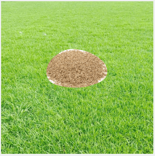 60.000 Zoysia Emerald Grass Seeds for Lawn, Zoysia Grass Lawngrass Seeds Emerald Zoysia Ornamental Grasses Seed