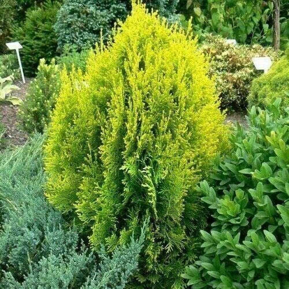 60 Golden Oriental Arborvitae Tree Seeds (Platycladus orientalis Aurea ...