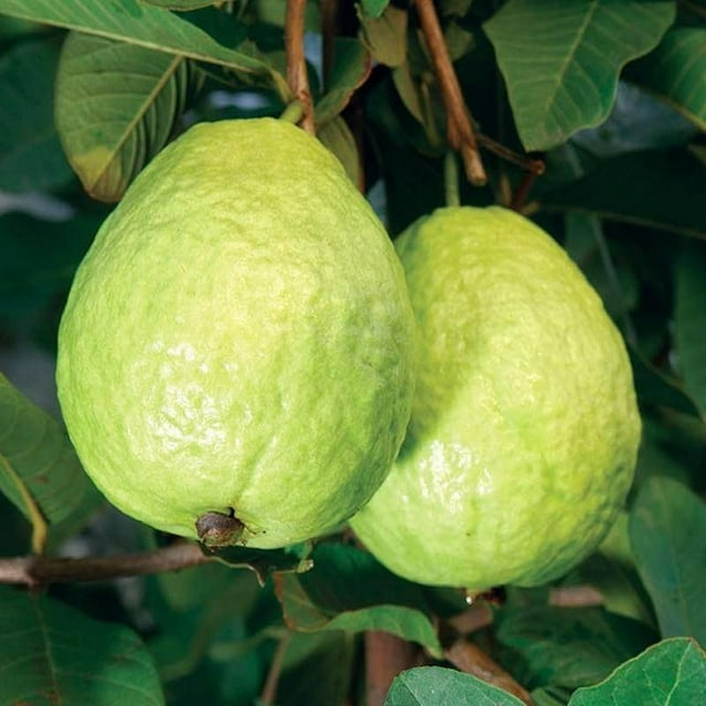 60+ Guava Fruit Tree OIF8 Seeds for Planting OutdoorsExotic and