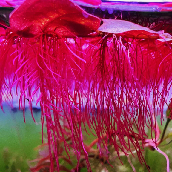 60+ Leaf Red Root Floaters Live Aquarium Floating Plant  Phyllanthus Fluitans, Easy Live Aquatic Plant for Fish Tanks & Aquascaping