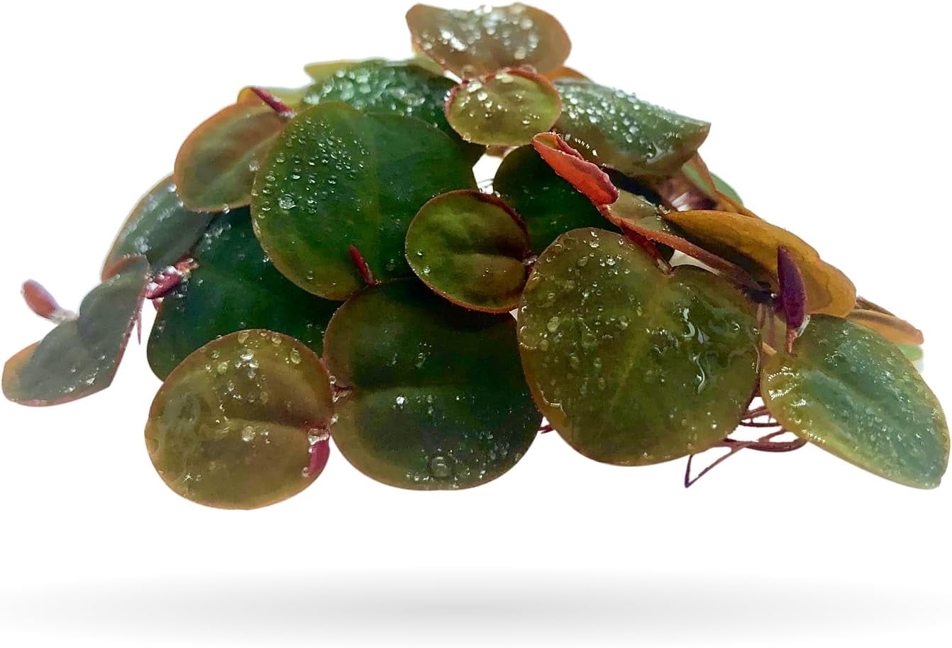 60+ Leaves Red Root Floaters Live Floating Plants for Aquarium (Phyllanthus Fluitans)…