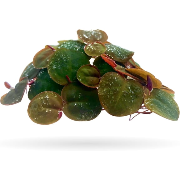 60+ Leaves Red Root Floaters Live Floating Plants for Aquarium (Phyllanthus Fluitans)