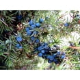 thumbnail image 1 of 60 Organic Seeds COMMON JUNIPER (20 Berries) Juniperus Communis Tree Shrub Evergreen Conifer Blue Berry Yellow Flower aka Gin Berry Pine, 1 of 8