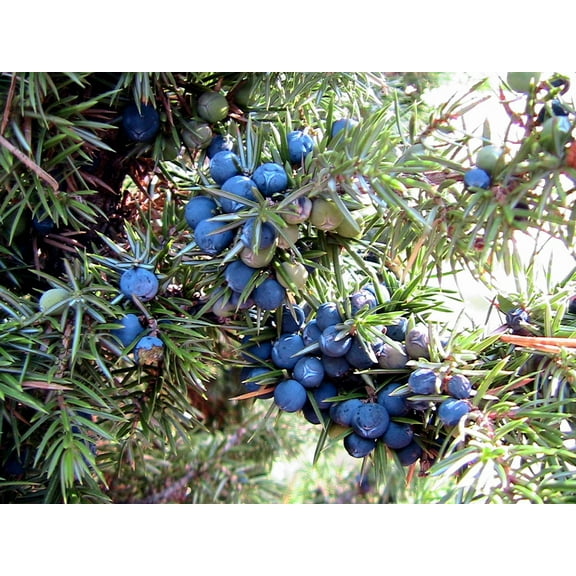 60 Organic Seeds COMMON JUNIPER (20 Berries) Juniperus Communis Tree Shrub Evergreen Conifer Blue Berry Yellow Flower aka Gin Berry Pine