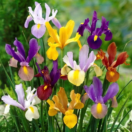 Easy to Grow Dutch Iris Spring Sparkle Mix 60 Plant Bulbs, Summer Flowers Outdoor