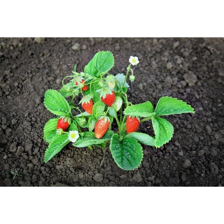 60 Seeds RUEGEN STRAWBERRY Everbearing Alpine Fragaria Vesca Red Berry Fruit White Flower Seeds