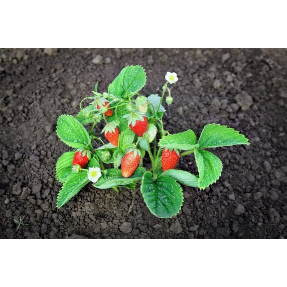 60 Seeds RUEGEN STRAWBERRY Everbearing Alpine Fragaria Vesca Red Berry Fruit White Flower Seeds