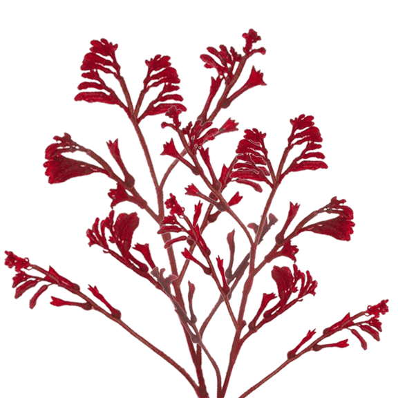 60 Stems of Red Kangaroo Paws- Beautiful Fresh Cut Flowers- Express Delivery