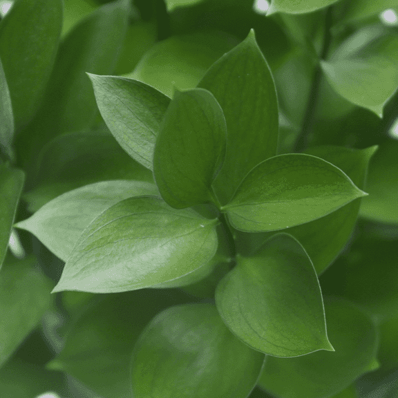 60 Stems of Ruscus Leaves- Beautiful Fresh Cut Flowers- Express Delivery