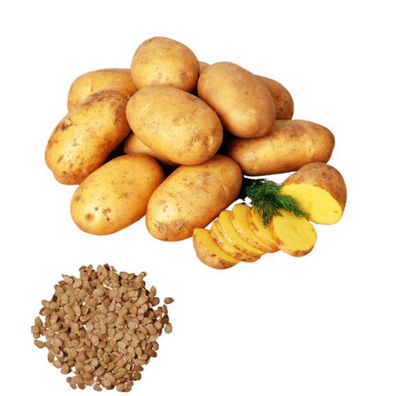 60 TPS True Potato Seeds Gold Yukon Potatoes Seeds Yellow Potato Heirloom Vegetable Seeds for Growing, Tiny Seed