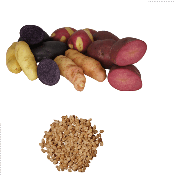 60 TPS True Potato Seeds Purple Red Yellow Potatoes Seeds Mixed Potato Heirloom Vegetable Seeds for Growing, Tiny Seed