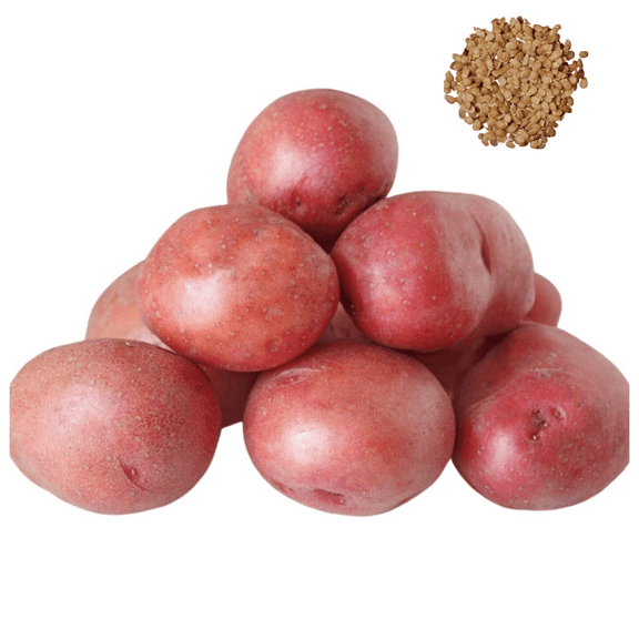 60 TPS True Potato Seeds Red Potatoes Seeds Potato Heirloom Vegetable Seeds for Growing, Tiny Seed
