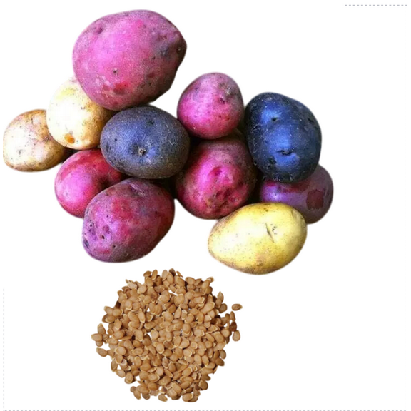 60 TPS True Potato Seeds Yellow Brown Reds Blue Color Potatoes Seeds Mixed Potato Heirloom Vegetable Seeds for Growing, Tiny Seed