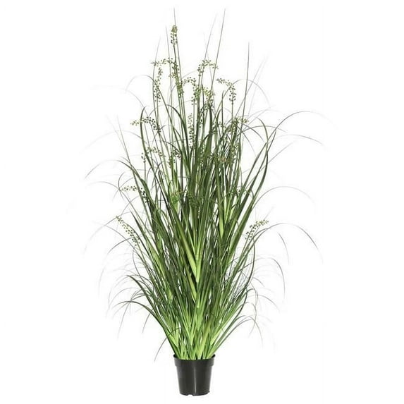 60 in. Sheeps Grass in Pot, Green