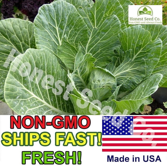600+ Champion Collard Greens Seeds | Non-GMO | Fresh Vegetable Seeds USA