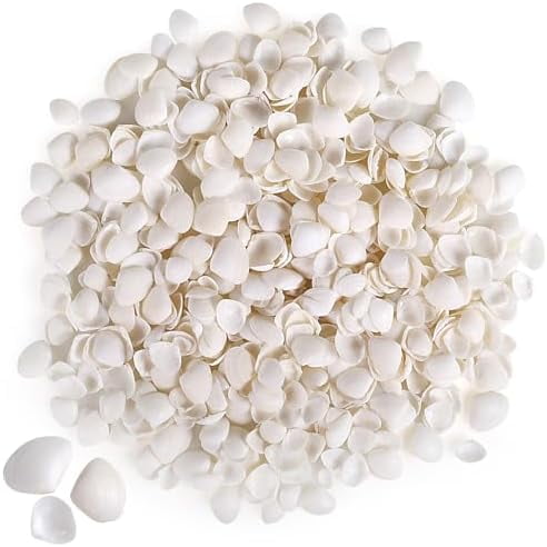 600 Pcs Natural Tiny Small Sea Shells White Clam Shells for DIY Craft, Jewelry Making, Home Decor, Vase Fillers$$Home Decor, Kitchen, & Other