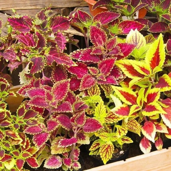 600+ Rainbow Coleus Seeds for Planting Mix (Plectranthus scutellarioides)  Coleus Garden Seed Packets  Non-GMO & Heirloom Flower Seeds for Outdoor & Indoor Garden, Containers, Borders, Patios