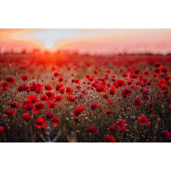 600 Red Poppy Seeds for Planting - Grow Exotic Red Poppy