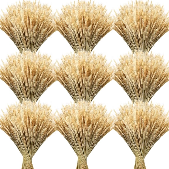 600 Stems Dried Wheat Stalks for Decor Natural Wheat Grass Sheaves Bundle Farmhouse Artificial Flowers Arrangement for DIY Wedding Table Home Centerpieces Party Decorative (16 Inch)