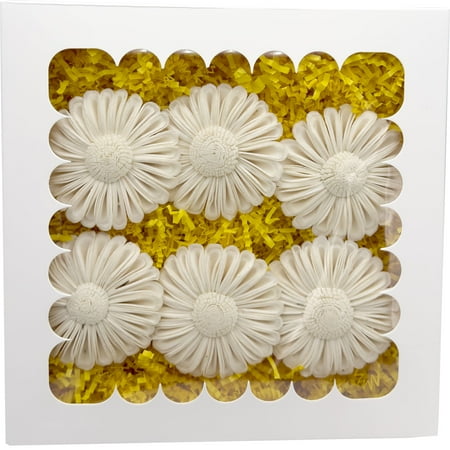 6002 Sola Daisy Beak Box