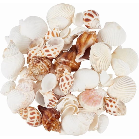 61pcs Conch Shell Fish Decor Natural Small Seashells Colorful Summer Sea Snail Spiral Ocean Beach Theme Animal Craft No Hole Ornaments for Wedding Home Party Vase Filler DIY Decoration Colorful