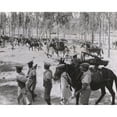 thumbnail image 1 of 65 Mm Guns Captured From The Italians Are Transported To Forward Positions By Ethiopian Solders. Italo-Ethiopian War, 1 of 1