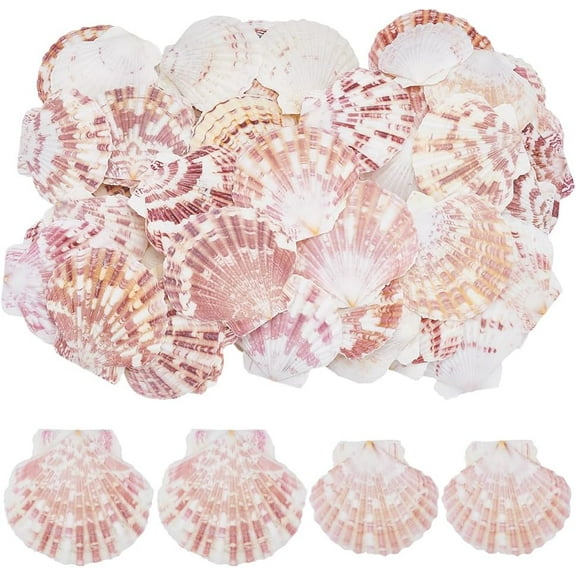 65Pcs 2 Styles Scallop Natural Shell Seashell 2.4"-2.8" Colorful Beach Natural Seashells Decor Large Scallop Shells DIY Crafts for Beaching Wedding Home Decor DIY Painting Candle Making DIY