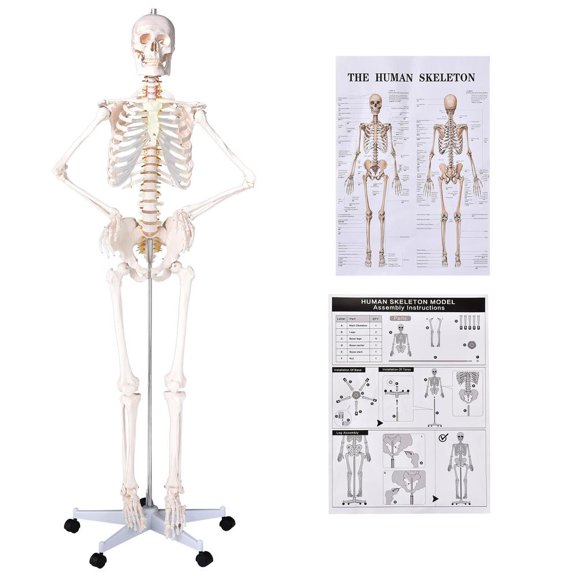 66 Inch Full Body Skeleton Model, Human Anatomy Bones with Rolling Stand with Nervous System and Carotid Artery for Medical Study and Clinical Display