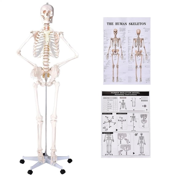 66 Inch Full Body Skeleton Model, Human Anatomy Bones with Rolling Stand with Nervous System and Carotid Artery for Medical Study and Clinical Display