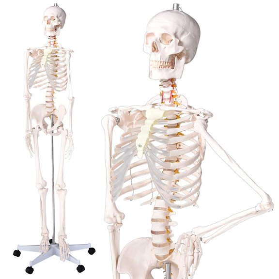 66 Inch Human Skeleton Model, Detailed Nervous System and Carotid Artery with Posable Joints and Rolling Stand for Anatomy Lab and Clinical Study