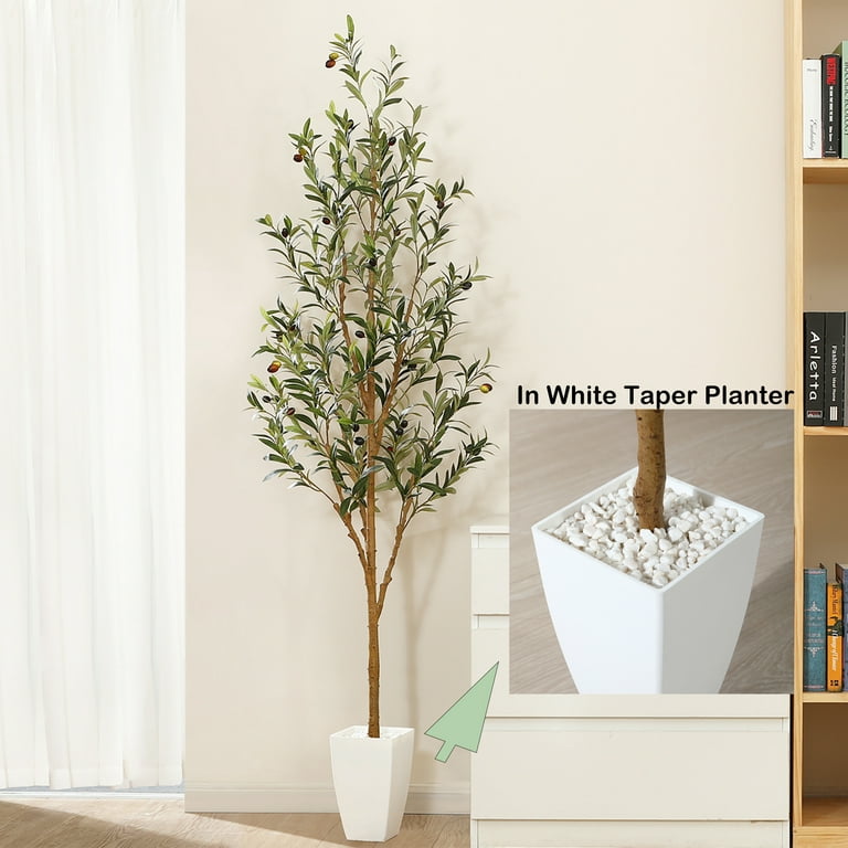 Olive Tree With Mid-Century Pot Extra Large 5-6 ft tall, potted plant,  shipped by Léon & George