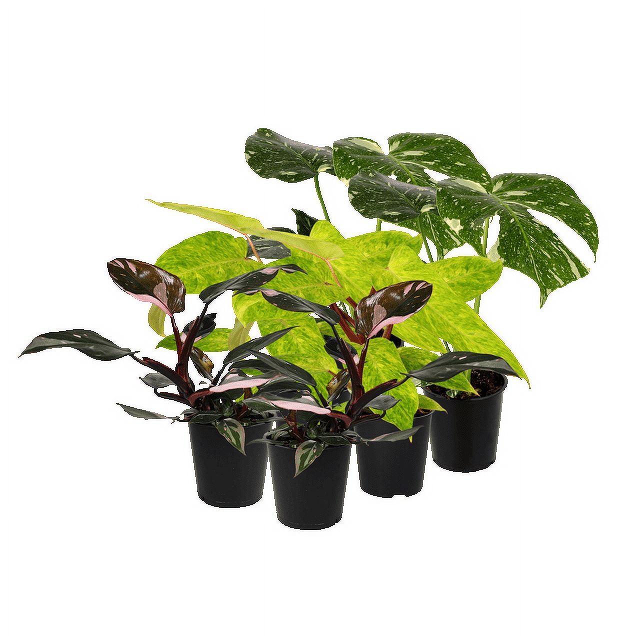 6P 2 pink princess, 2 painted lady, 2 thai, Grower Pots, Live Plants