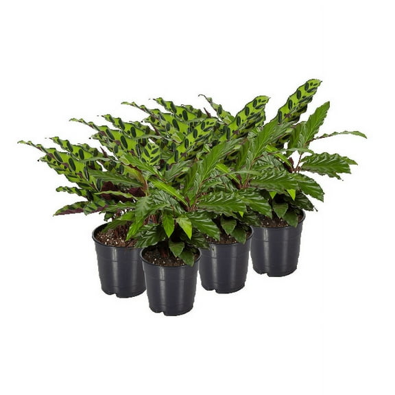 6P Calathea (assorted), Grower Pots, Live Plants