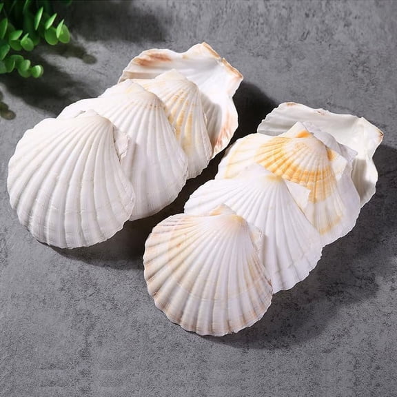 6PCS Large Scallop Shells for Baking 4.5-5 Sea Shells for Craft Natural White Hawaiian Scallop Shells for Baking DIY Craft Home Vase Fillers & Beach Wedding Party Decor
