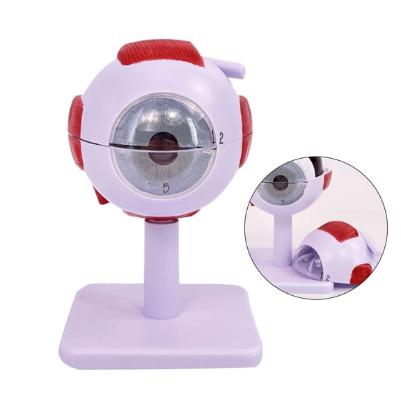 6X Anatomical Model for Hospital Lab, Human Anatomy Model Removable Eye Anatomy Model Teaching Prop