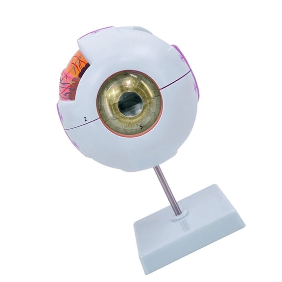 6X Anatomical Model for Hospital Lab, Human Anatomy Model Removable Eye Anatomy Model Teaching Prop