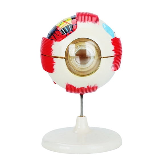 6X Enlarged Human Anatomy Model Anatomical PVC Eye Model Educational Tool For Teaching and Science Education
