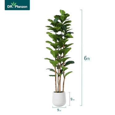 DR.Planzen 6ft Artificial Fiddle Leaf Fig Tree with White Planter,Tall Faux Ficus Tree with Natural Wood Trunk for Home Office Living Room Decor