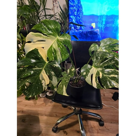 6in Pot, exact plant - Monstera "Thai Constellation Creme Brulee Tri Color" Variegated, picture taken Aug 15th, 2024 (EP-109)