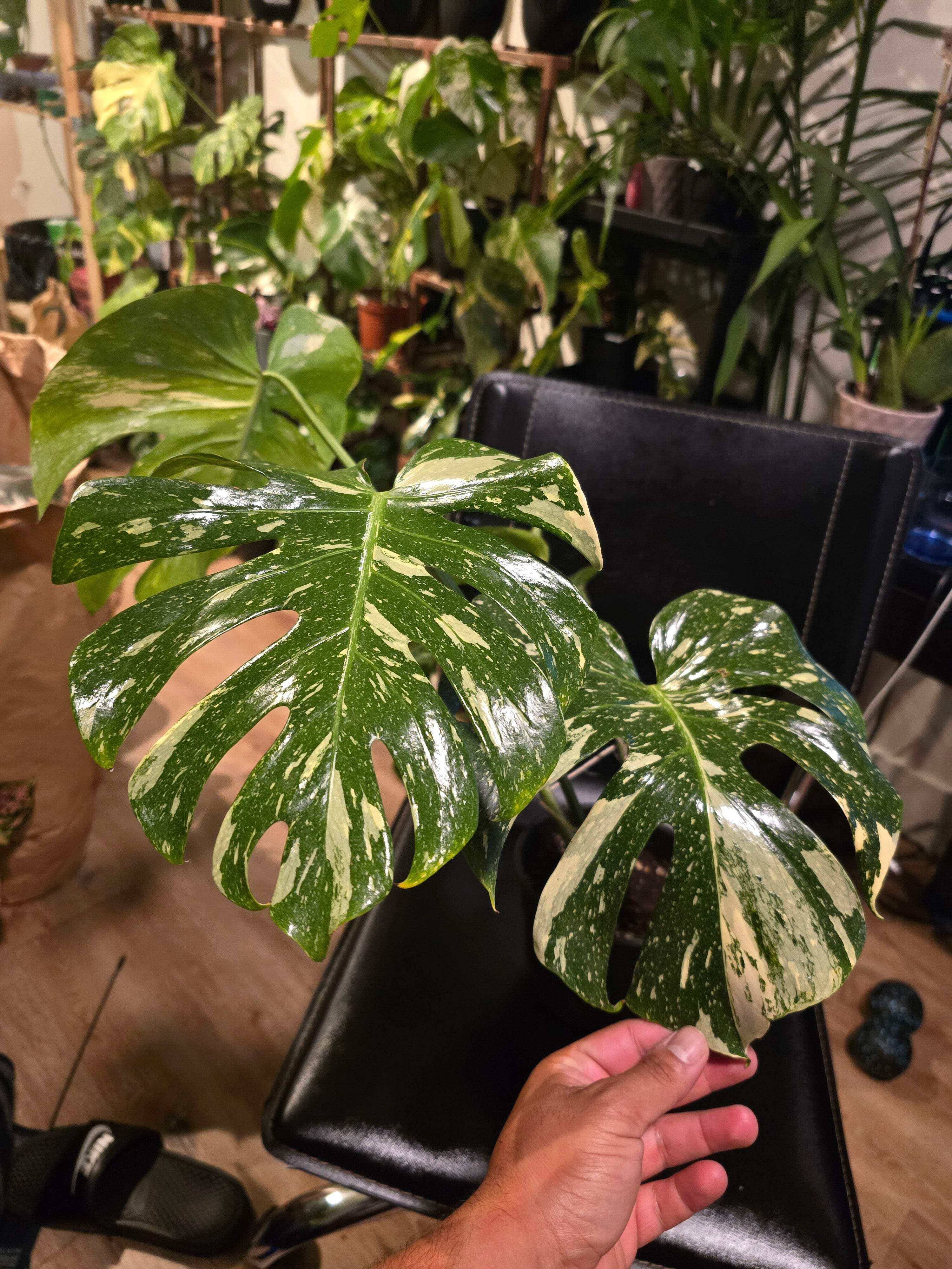 6in Pot, exact plant - Monstera "Thai Constellation Creme Brulee"  Variegated, picture taken Aug 15th, 2024 (EP-108) - Walmart.com