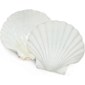 6pcs Scallop Shells For Serving Food,baking Shells Large Natural White Scallops From Sea Beach For Diy Craft Decor Lah