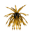 thumbnail image 1 of 6th Sense Abstract Urchin Style Bass Fishing Lure, HyperStretch Soft Plastic Bait with Weight Slot for Neko, Wacky & Finesse Rigs, 1 of 5